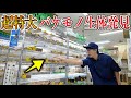 50年続く老舗昆虫ショップに初めて見る化け物いた