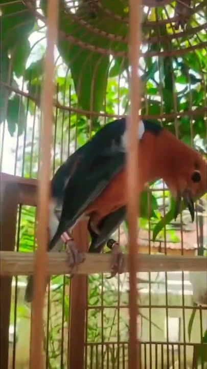 burung anis merah teler juara 1 tingkat nasional 🏆 #burung #burunggacor #burungkicau #master #viral