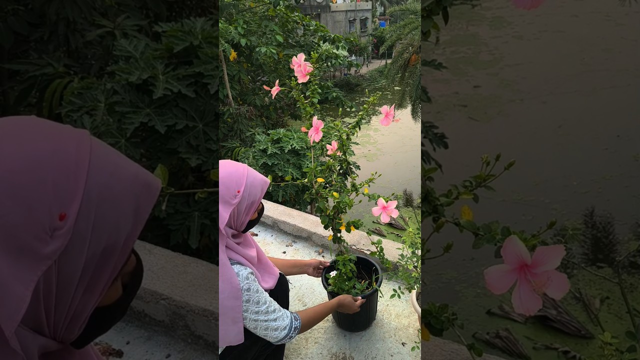 প্রকৃতির দেওয়া সুন্দর উপহার 🎁♥️ #shorts #ytshorts #gardening