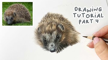 How to Draw a Realistic Hedgehog | Hedgehog Coloured Pencil Tutorial Part 4