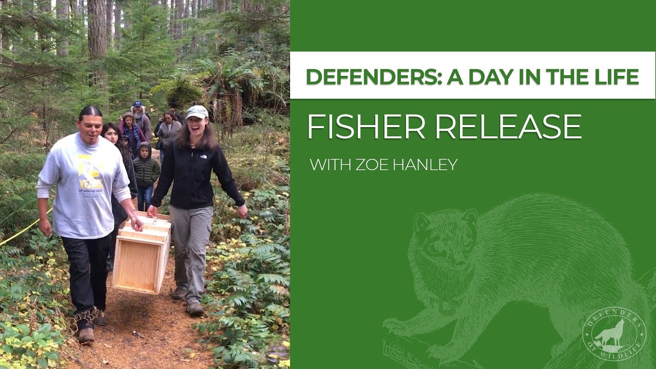 Defenders: A Day in the Life - Fisher Release - YouTube