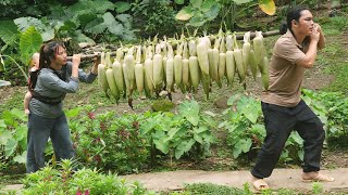 Harvesting the First Corn of the Season, Traditional Boiled Corn and a Handmade Pig Trough