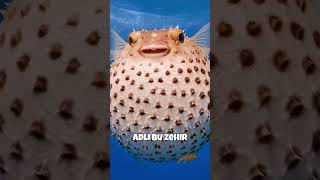 Zehi̇rli̇ Balik, Doğanin Gi̇zli̇ Tehli̇kesi̇