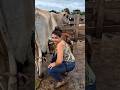 Angry Cow milking by hand part 3 | Tatiane Dairy Farm | #shortsfeed #viral #viralshorts #cowgirl