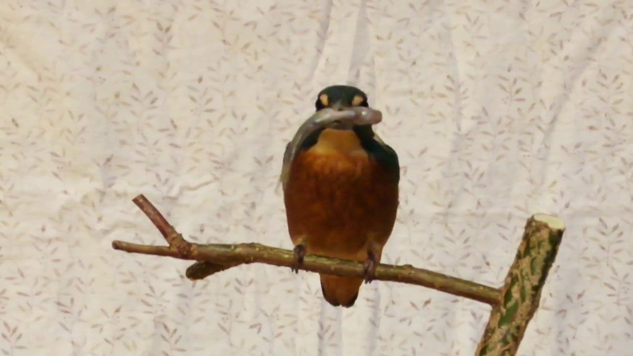 Eisvogel in Pflege frisst Fisch