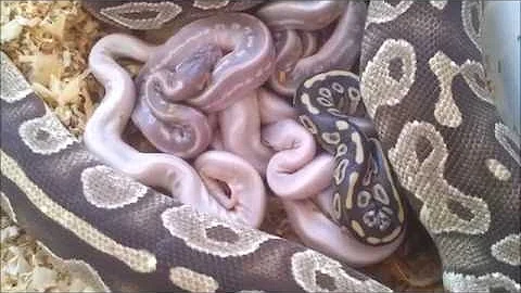 PURPLE SNAKES HATCHING Maternal Incubation clutch!