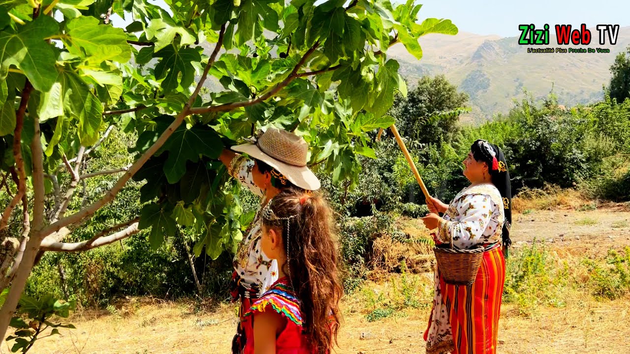 Démonstration De La Cueillette Des Figues Par Les Braves Femmes Du Village 