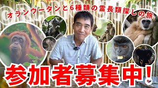 【ツアー】オランウータンと6種類の霊長類をスマトラ島に探しにいきませんか？【参加者募集中】