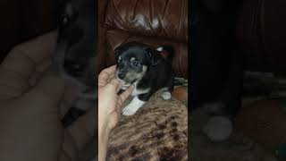Sister...Chizer Puppy...Chihuahua Schnauzer Mix