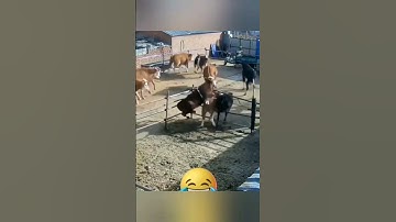 New Funny Animal Videos Of 2024🤣 | funniest cats and dogs videos 😘 #shorts #funnyanimals