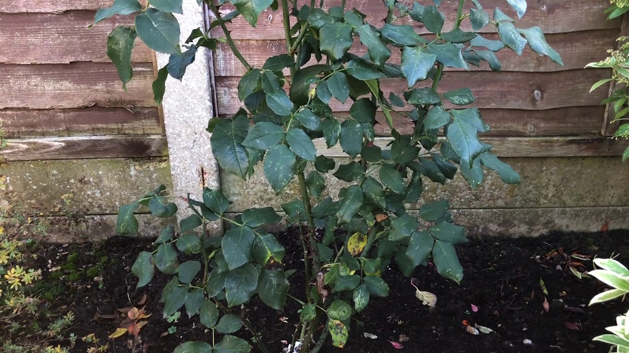 Pruning a Hybrid Tea Rose