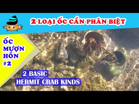 Video Ốc mượn hồn #2 - Hai loại ốc mượn hồn cần phân biệt... - youtube