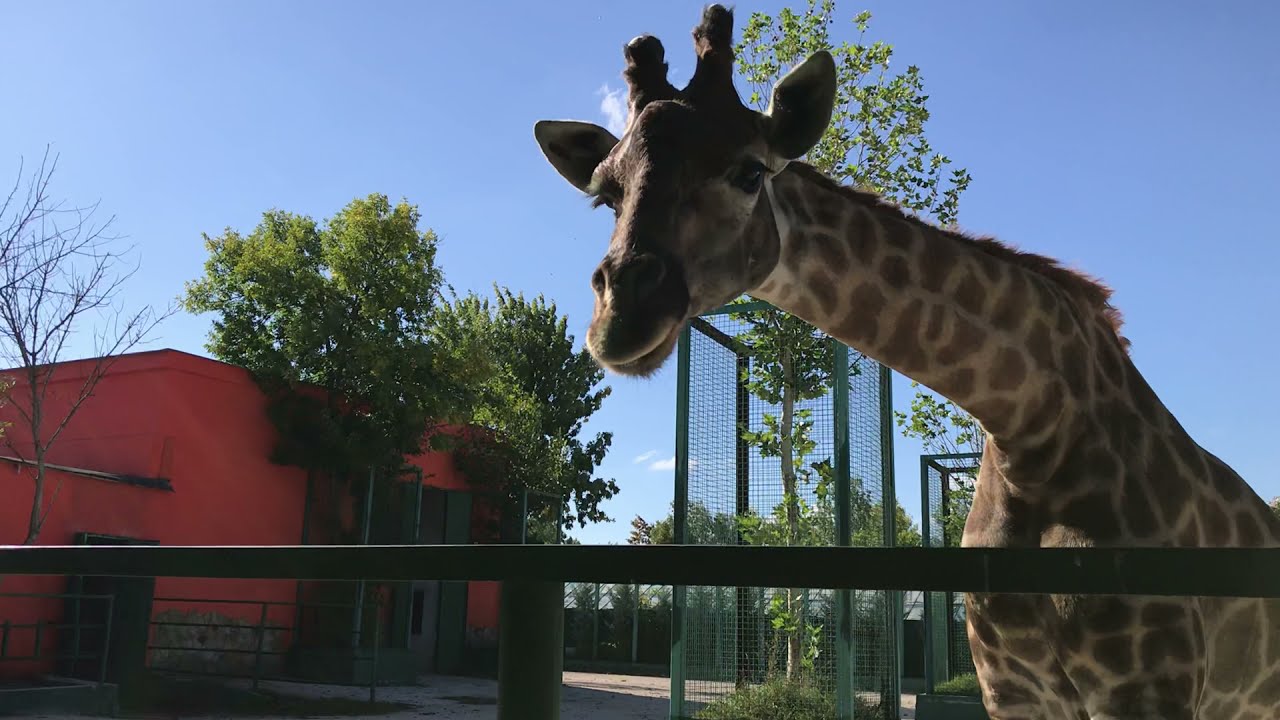 Жираф Леди подошла на наш призыв! Тайган Giraffe Lady came to our call! Taigan