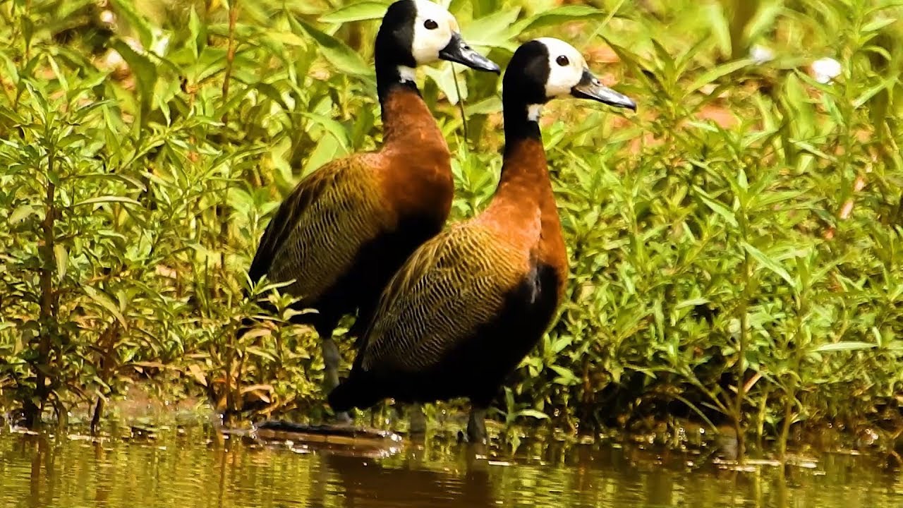WHITE-FACED WHISTLING-DUCK (DENDROCYGNA VIDUATA), IRERÊ.