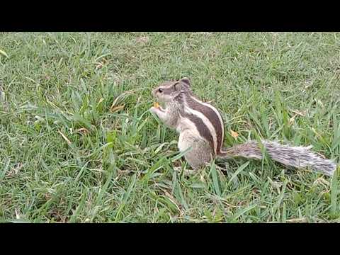 گلہری جانور یا پرندہ ہے | Squirrel in punjab-Gallery janwar | پنجاب میں گلہری جانور| گلہری کی عادتیں