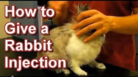 How to Give a Rabbit Injection - Tai Wai Small Animal & Exotic Veterinary Hospital