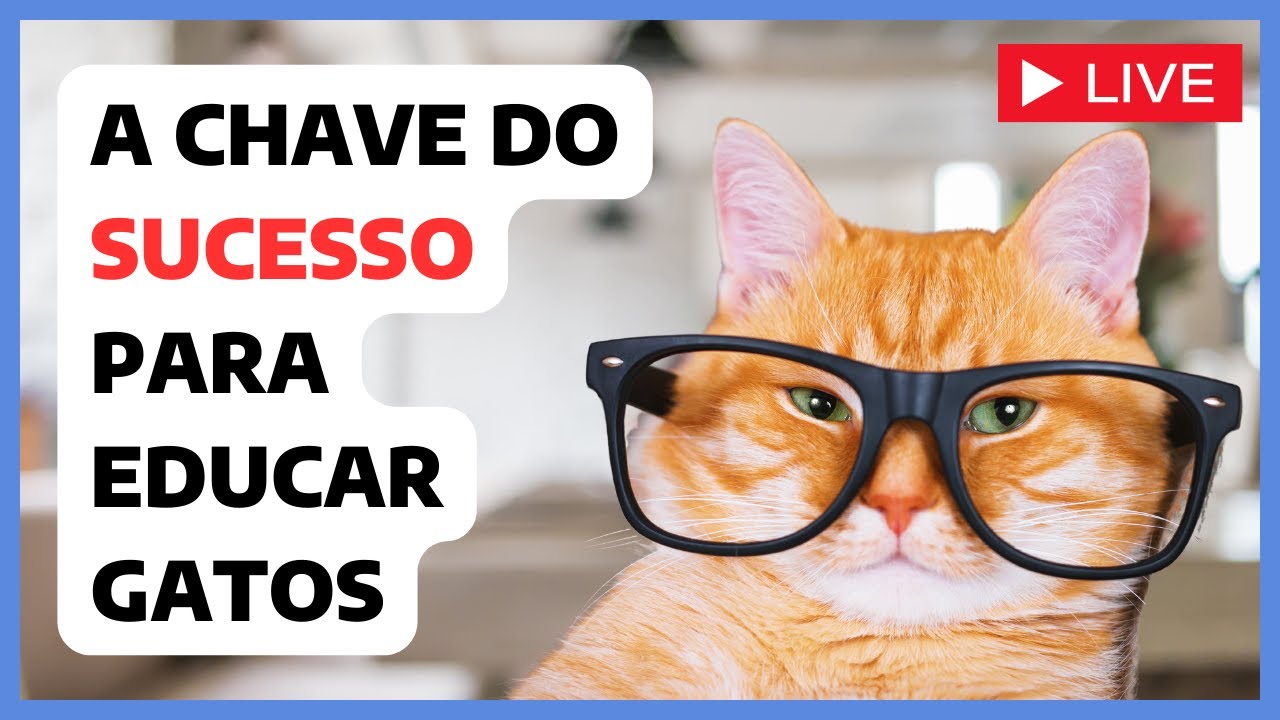 Como ter sucesso para EDUCAR e ensinar gatos de forma eficiente? 