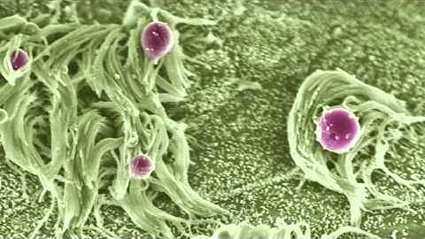 Using a Scanning Electron Microscope for research