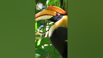 hornbill sounds , hornbill sound  #cutelittleanimals #animalsouds #animalnoises