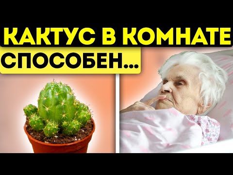 Многие держат дома кактус, но даже не догадываются, что скрывается за милыми колючками