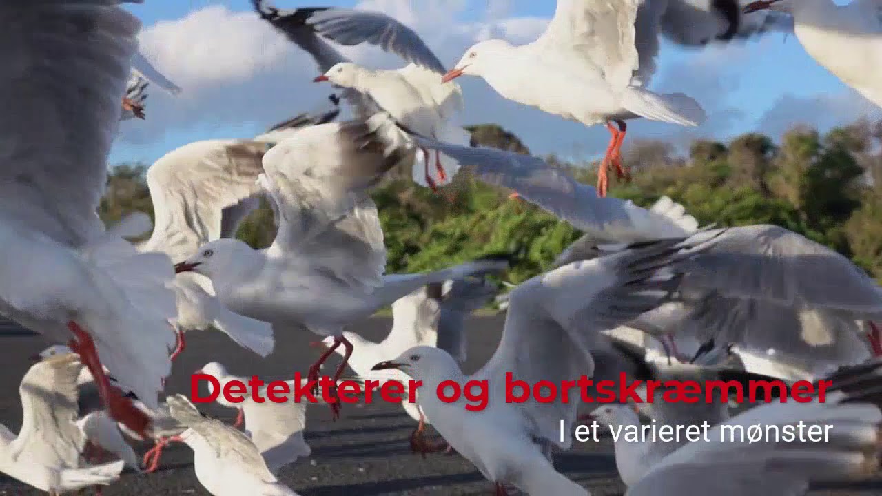 BirdAlert kan hjælpe dig af med dine fugleproblemer