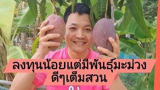 ลงทุนน้อยแต่มีพันธุ์มะม่วงดีๆเต็มสวน#วิธีเสียบยอดที่ได้ผลดี #ขยายพันธุ์มะม่วง #เกษตรง่ายๆ เกษตรสุขใจ