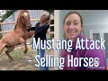 This mustang attacks, and the human caused it - Harmony Headlines