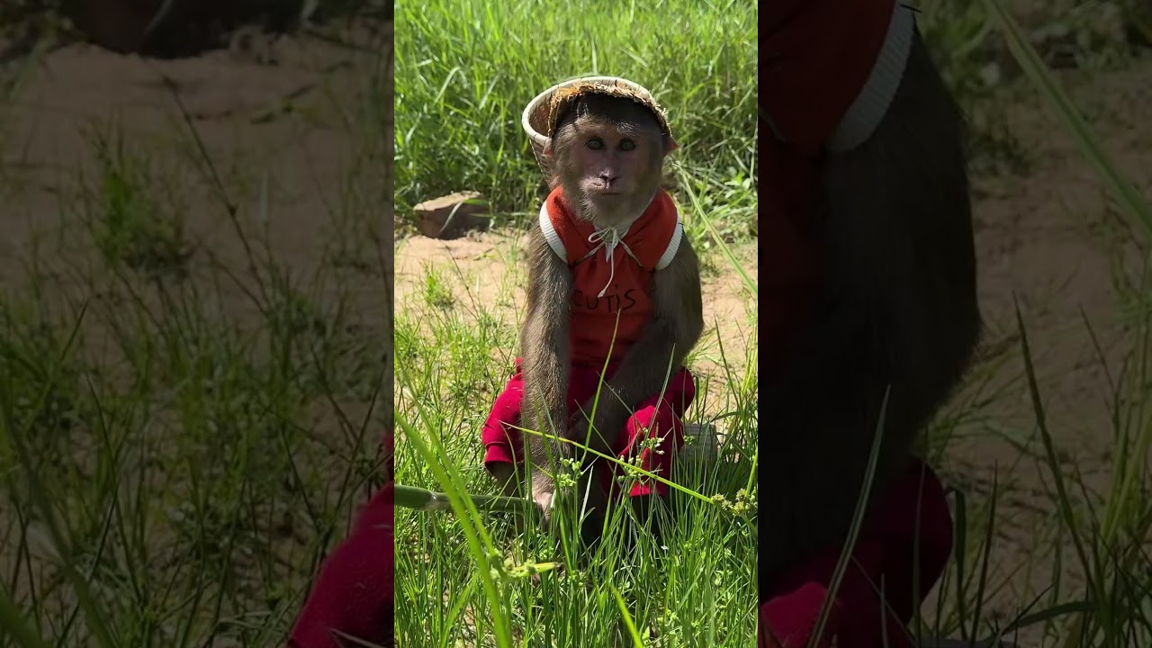 😱Oh ! Super smart CUTIS goes fishing 