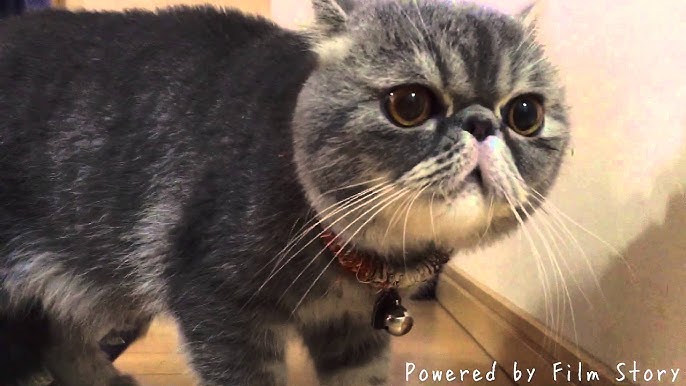 飼い主待つ猫 エキゾチックショートヘア 猫 鳴き声 ちくわ まんまるうさぎ Youtube 飼い主待つ猫 エキゾチックショートヘア 猫 鳴き声 ちくわ まんまるうさぎ Youtube