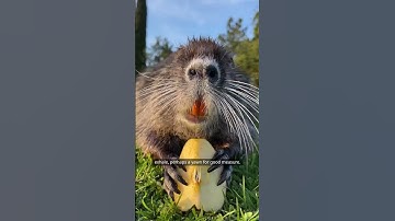 Why Capybaras are the Chillest Animals