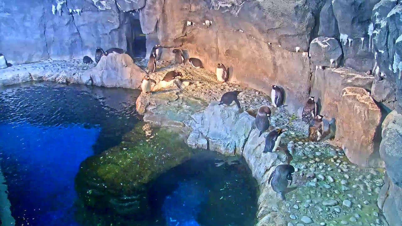 Penguin Cam Live Stream at the Pittsburgh Zoo & PPG Aquarium