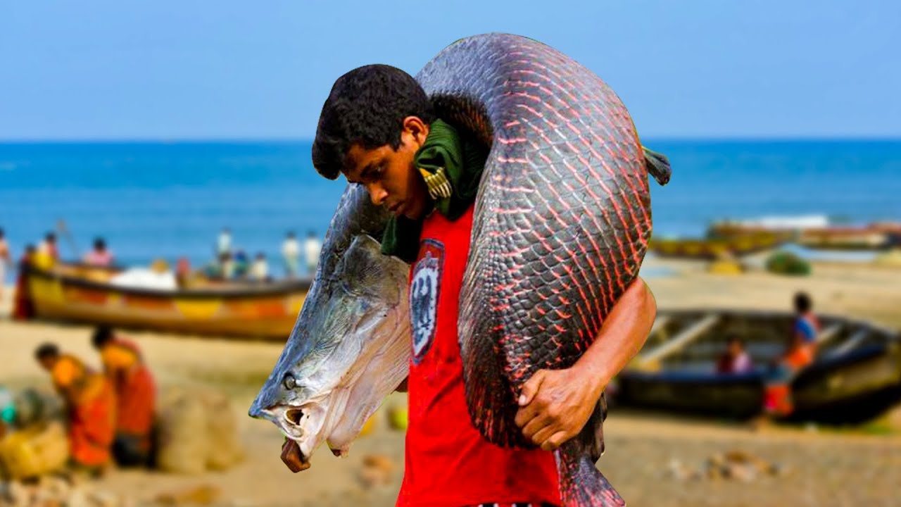 Big Size Fish Fillet - Fish Fillet -  Indian Fish Market | STREET FOOD