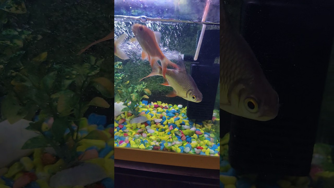 #comedy #fishaquarium 🐠🐠🦈🦈🦈🐬🐬🐳🐳😘🥰😘😍🙏🙏