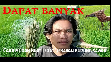 Cara buat  jerat/jebakan burung sawah mudah dan bisa dapat hasil banyak👍