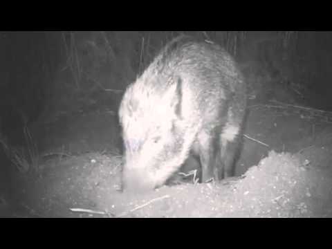 Animal YALA Wild bour night time eating SRI LANLA safari topten@world