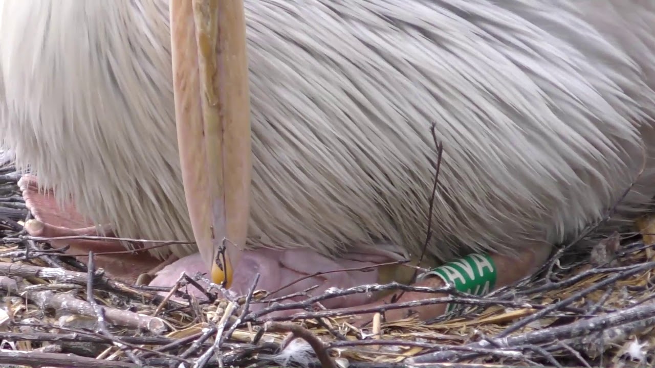 Roodrugpelikaan kuiken 6 dagen uit het ei / Pink-backed pelican chick 6