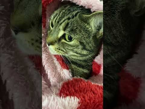 Blanket hostage situation 🚨😂😹