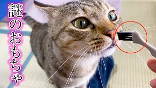 謎のおもちゃをみーちゃんに与えてみた！！