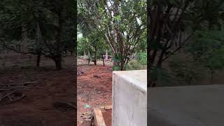 Native Swimming Pool