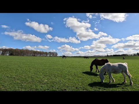 Walking somewhere in Dalkeith : Horses, Sky, Clouds, Sheep and Cows.