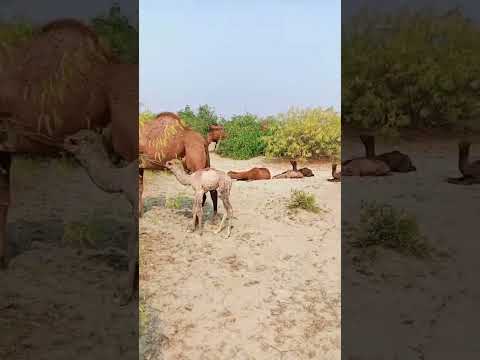 دخل الشتاء جاء وقت الضراب الجمل حب الجمال جمال الصحراء حياة البدو مغامرة اکسپلور 