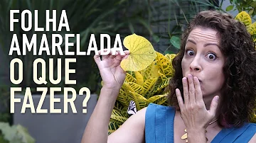 Porque as plantas ficam com as folhas amarelas?