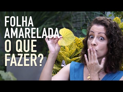 Vídeo: Por que uma folha da minha planta é amarela?