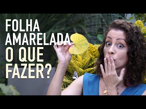 FOLHAS AMARELADAS: saiba COMO RESOLVER