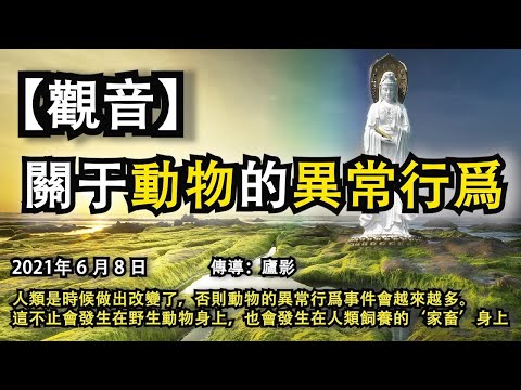 【觀音教導】《關于動物的異常行爲》