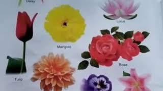 Cl Ukg E.v.s Chapter 12 Flowers Name
