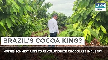 World’s Largest Cocoa Farm? Brazil’s Moises Schmidt Breaks the Mold | DRM News | AL14