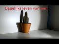 Het dagelijks leven van een 🌵