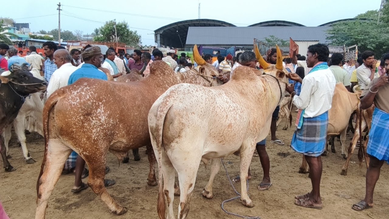 18.04.2025 ஊத்தங்கரை மாட்டுச்சந்தை