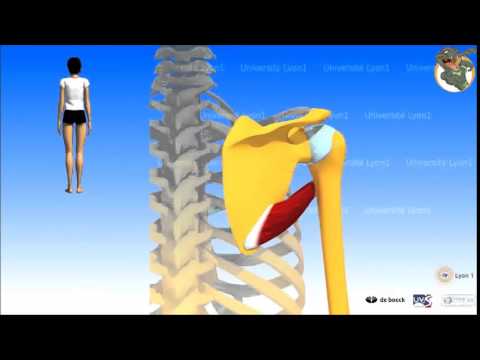 Muscle 4 Grand Rond Muscle grand rond - YouTube